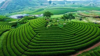 HÀ NỘI - MỘC CHÂU - HÀ NỘI