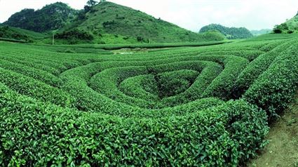 doi-che-trai-tim-moc-chau-3-1
